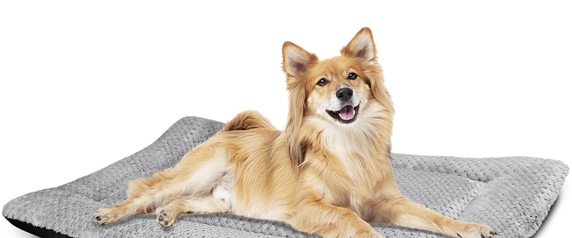 The Importance of Non-Slip Bottoms in Dog Beds