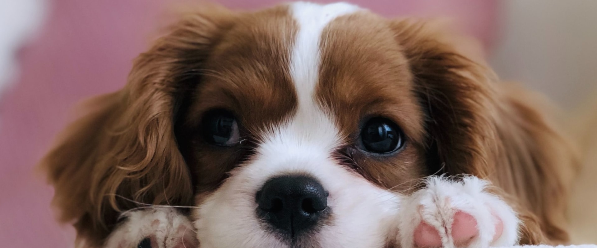 Eco-Friendly Cleaning Products for Dog Beds: A Guide from an Expert