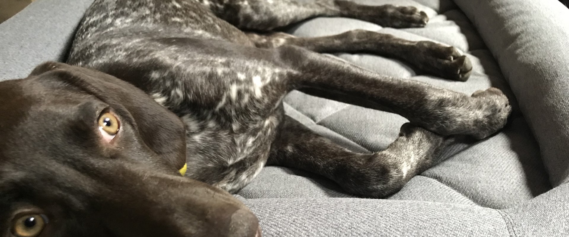 The Lifespan of Dog Beds: How Long Do They Last?