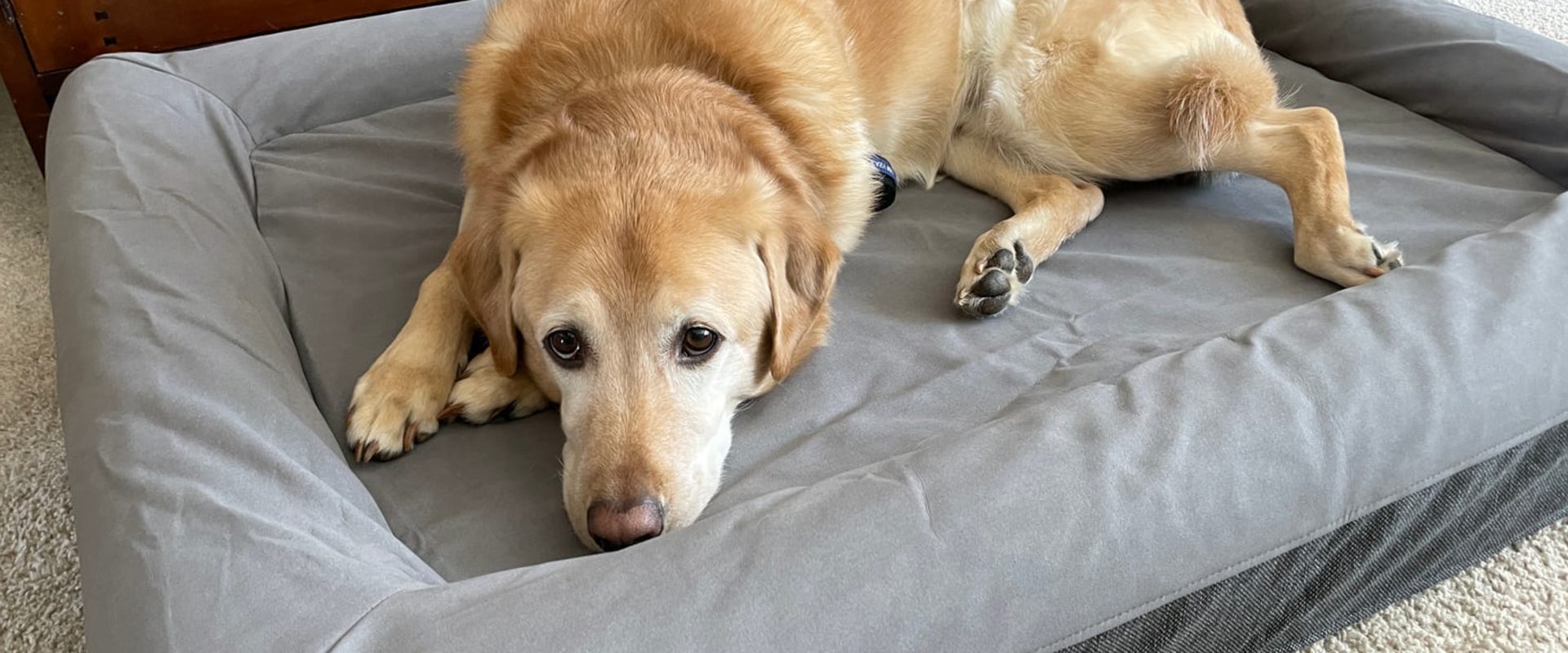 The Ultimate Guide to Finding Waterproof Dog Beds