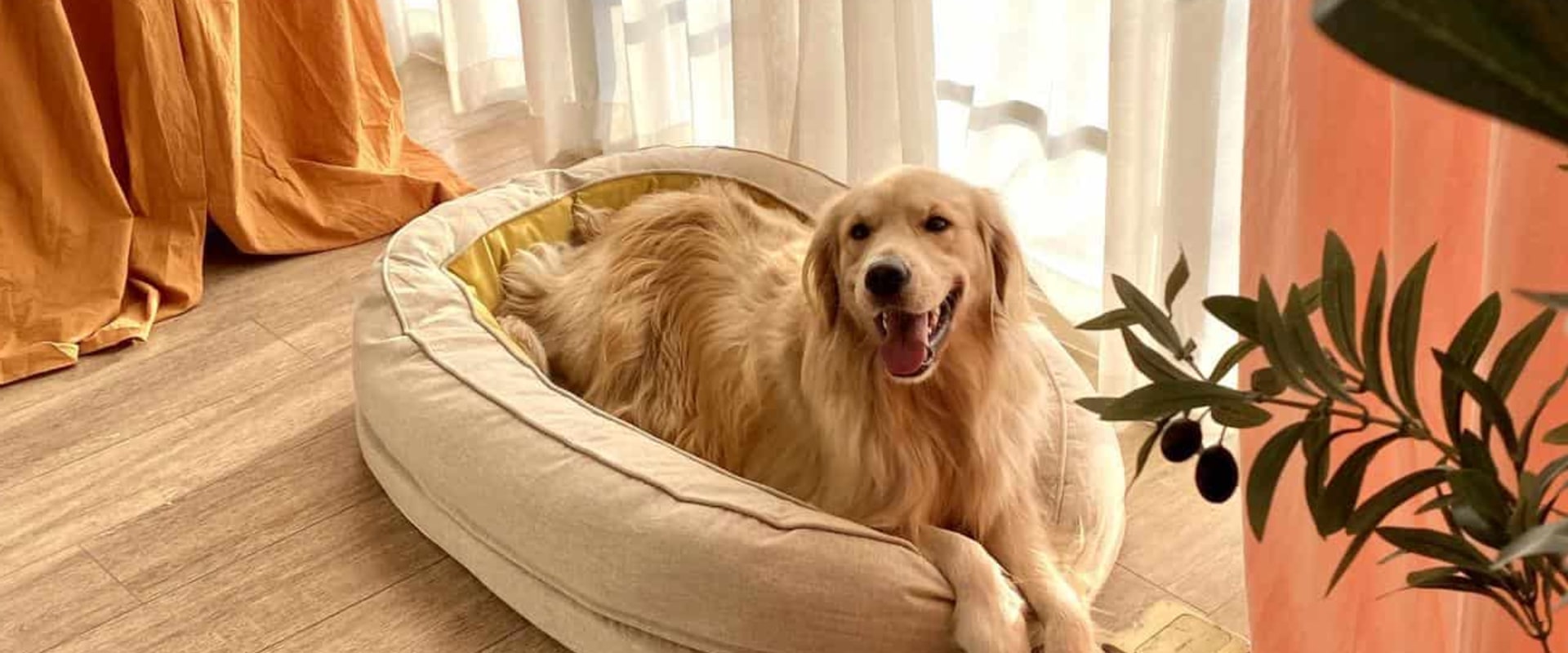 The Relationship Between Dog Breeds and Their Preferred Beds