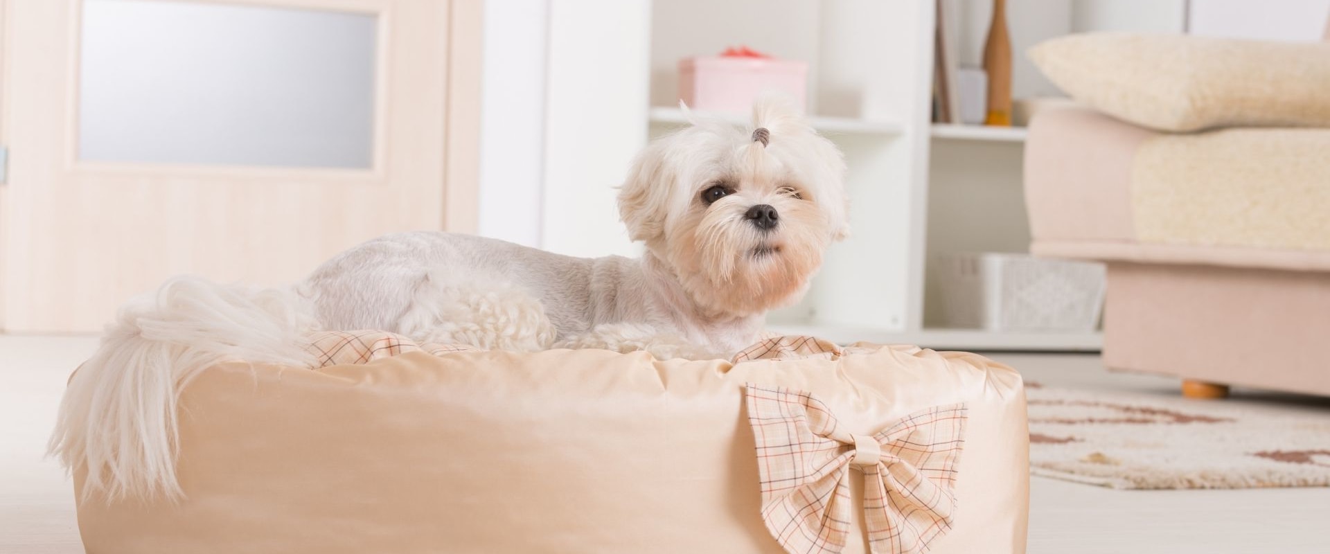 The Ultimate Guide to Choosing the Right Dog Bed