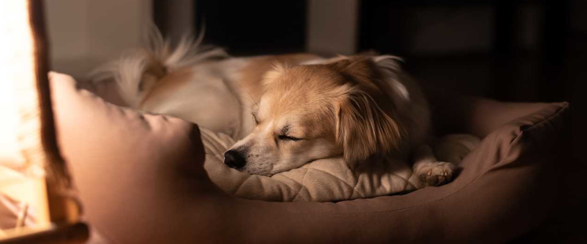 The Ultimate Guide to Dog Beds: Price Ranges and Factors to Consider
