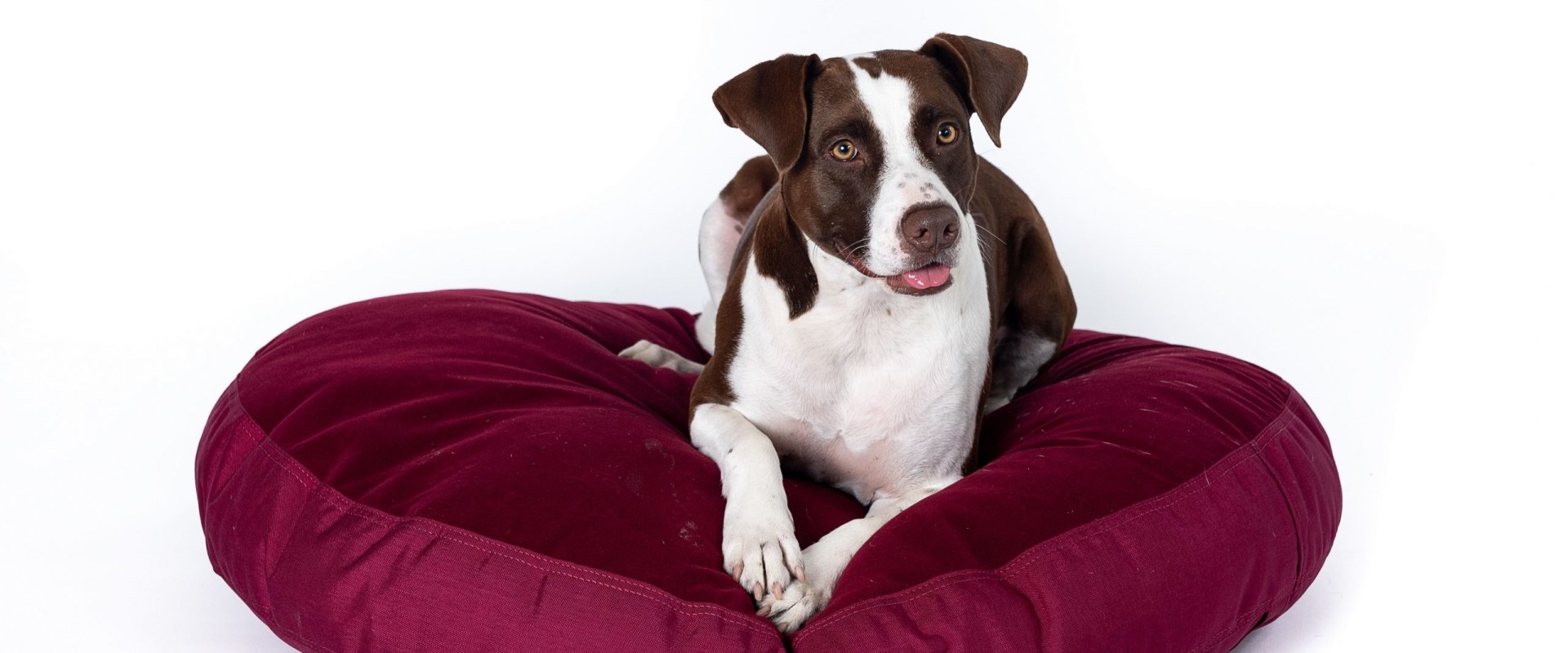 The Ultimate Guide to Odor-Resistant Dog Beds