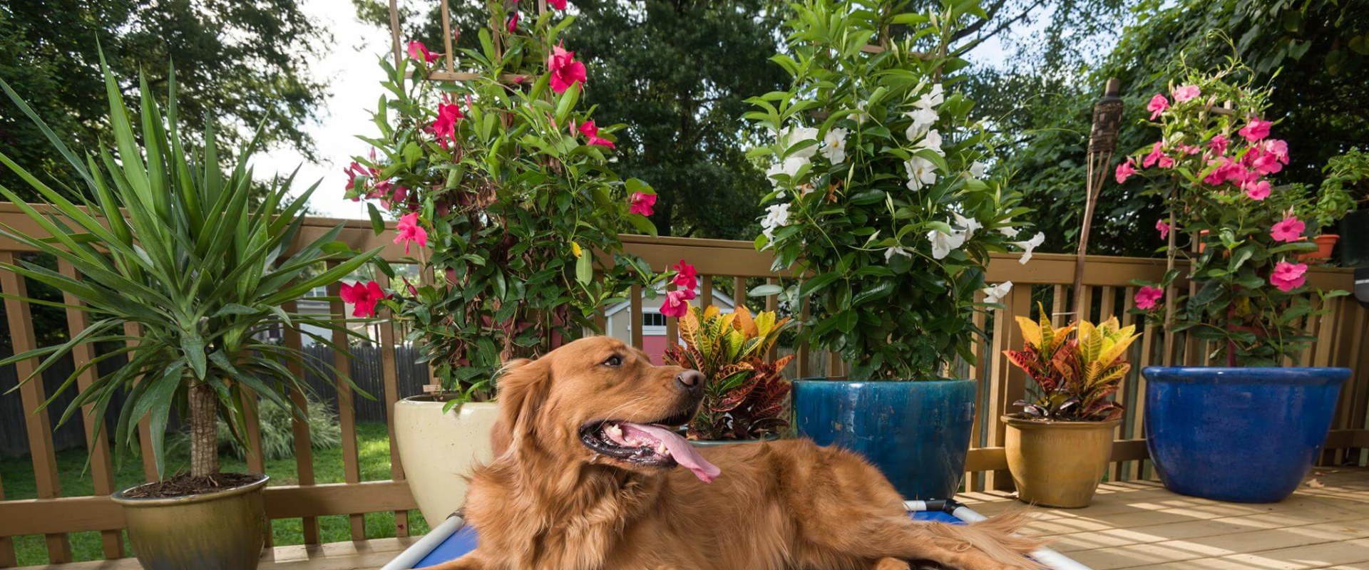 The Benefits of Elevated Dog Beds