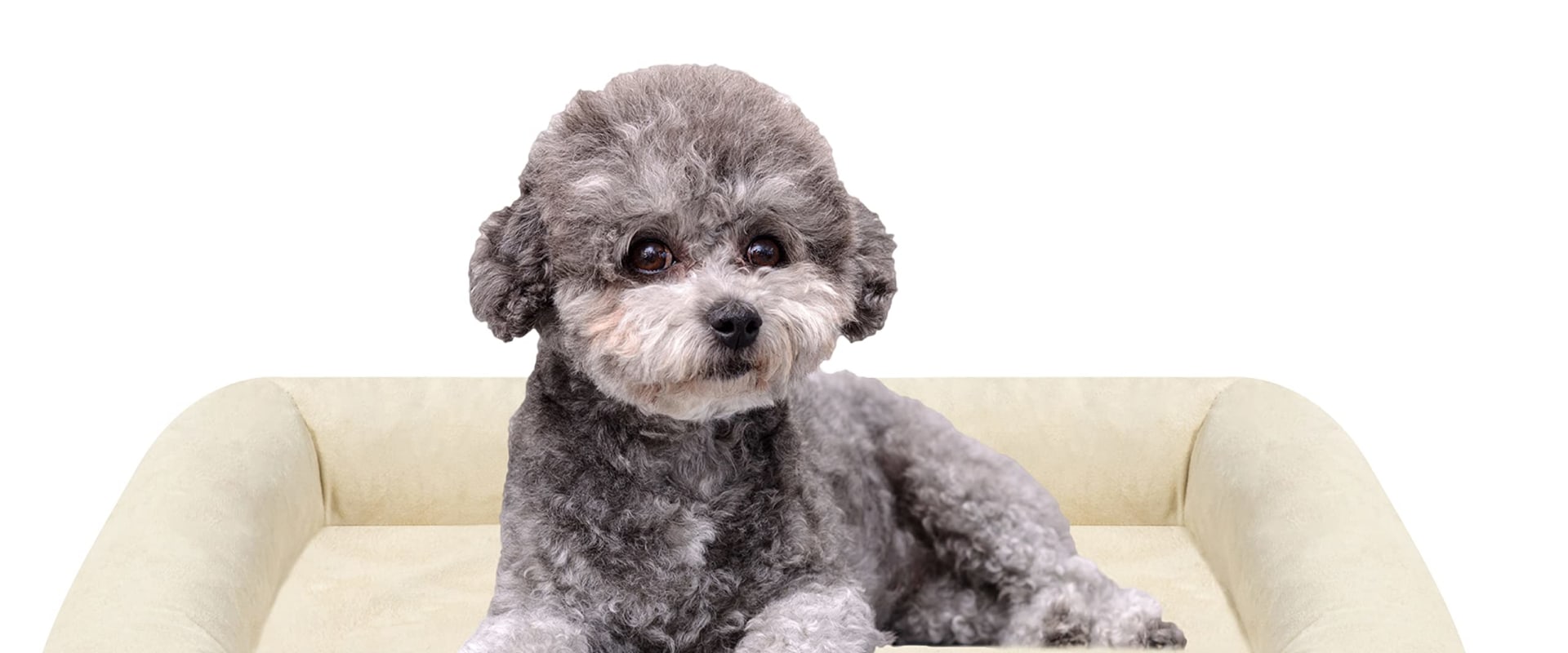 Finding the Perfect Memory Foam Dog Bed