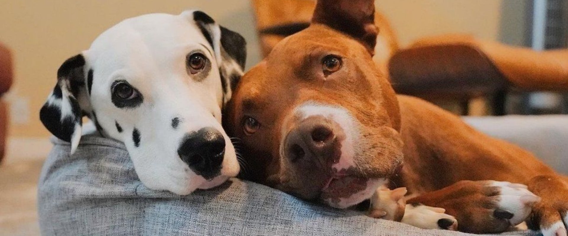 Are Dog Beds Worth the Investment? Exploring Warranties and Benefits