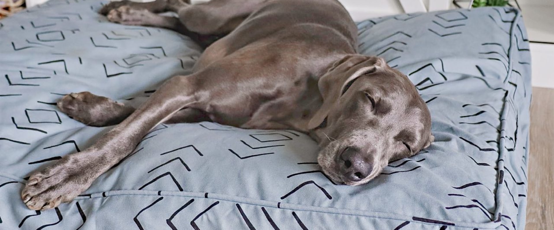 The Best Filling for Your Dog's Bed