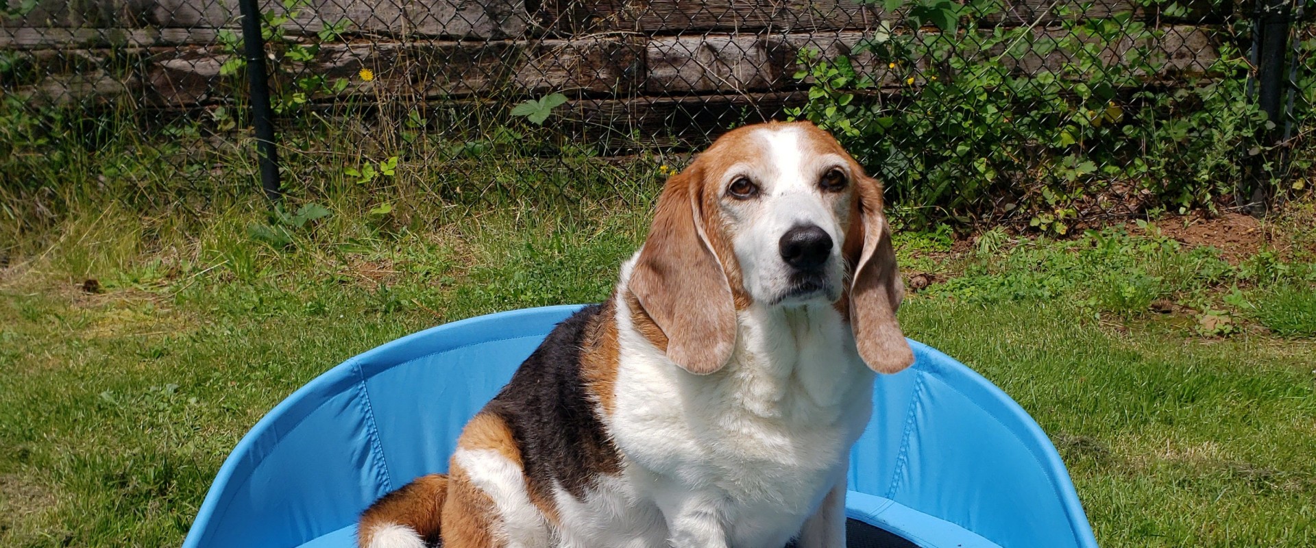 The Ultimate Guide to Dog Beds: Special Features for Hot or Cold Weather