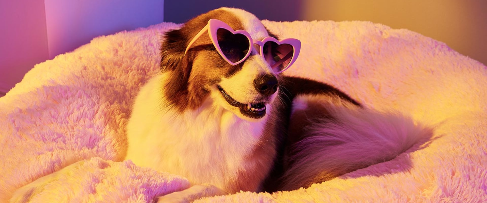 Luxury Dog Beds: A Guide to Finding Designer Options
