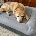 The Ultimate Guide to Choosing the Best Dog Bed for Your Large Breed