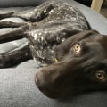 The Lifespan of Dog Beds: How Long Do They Last?