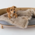 The Importance of Removable Covers for Dog Beds