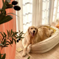 The Relationship Between Dog Breeds and Their Preferred Beds