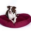 The Ultimate Guide to Odor-Resistant Dog Beds