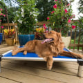 The Benefits of Elevated Dog Beds