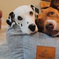 Are Dog Beds Worth the Investment? Exploring Warranties and Benefits