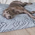 The Best Filling for Your Dog's Bed