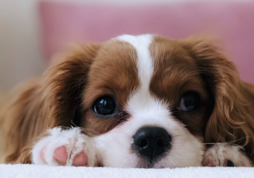 Eco-Friendly Cleaning Products for Dog Beds: A Guide from an Expert
