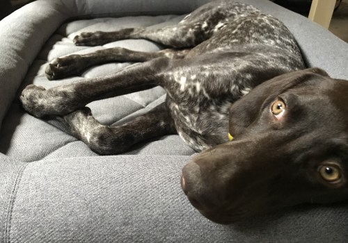 The Lifespan of Dog Beds: How Long Do They Last?
