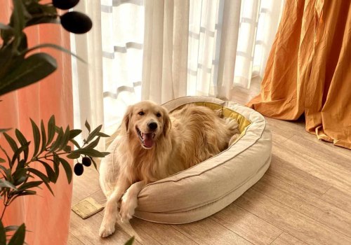 The Relationship Between Dog Breeds and Their Preferred Beds