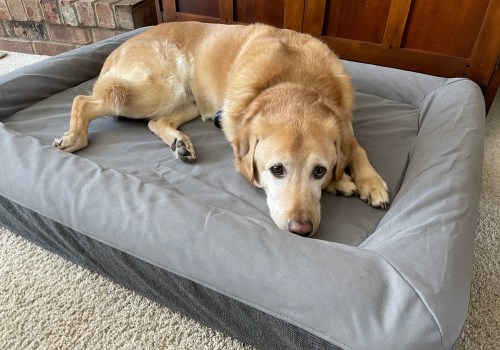 The Best Dog Beds for Senior and Arthritic Dogs
