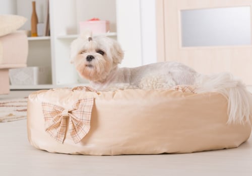 The Ultimate Guide to Choosing the Right Dog Bed