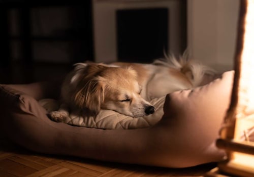 The Ultimate Guide to Dog Beds: Price Ranges and Factors to Consider