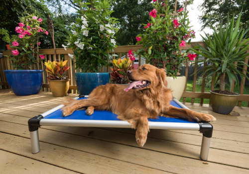 The Benefits of Elevated Dog Beds