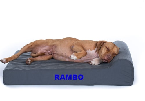 Hypoallergenic Dog Beds: A Guide for Pet Owners