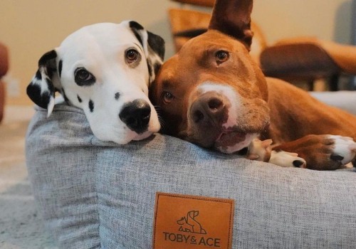 Are Dog Beds Worth the Investment? Exploring Warranties and Benefits