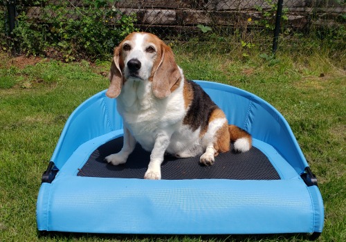 The Ultimate Guide to Choosing the Perfect Dog Bed for Outdoor Use