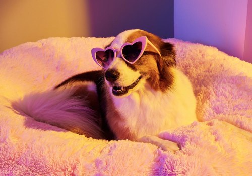 Luxury Dog Beds: A Guide to Finding Designer Options
